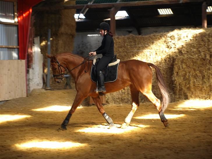 Hollandsk Varmblod Whitney billede 12