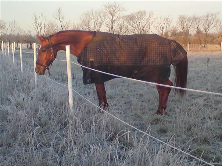 Hollandsk Varmblod Whitney - Hjemme på gården, dec 2009  billede 13