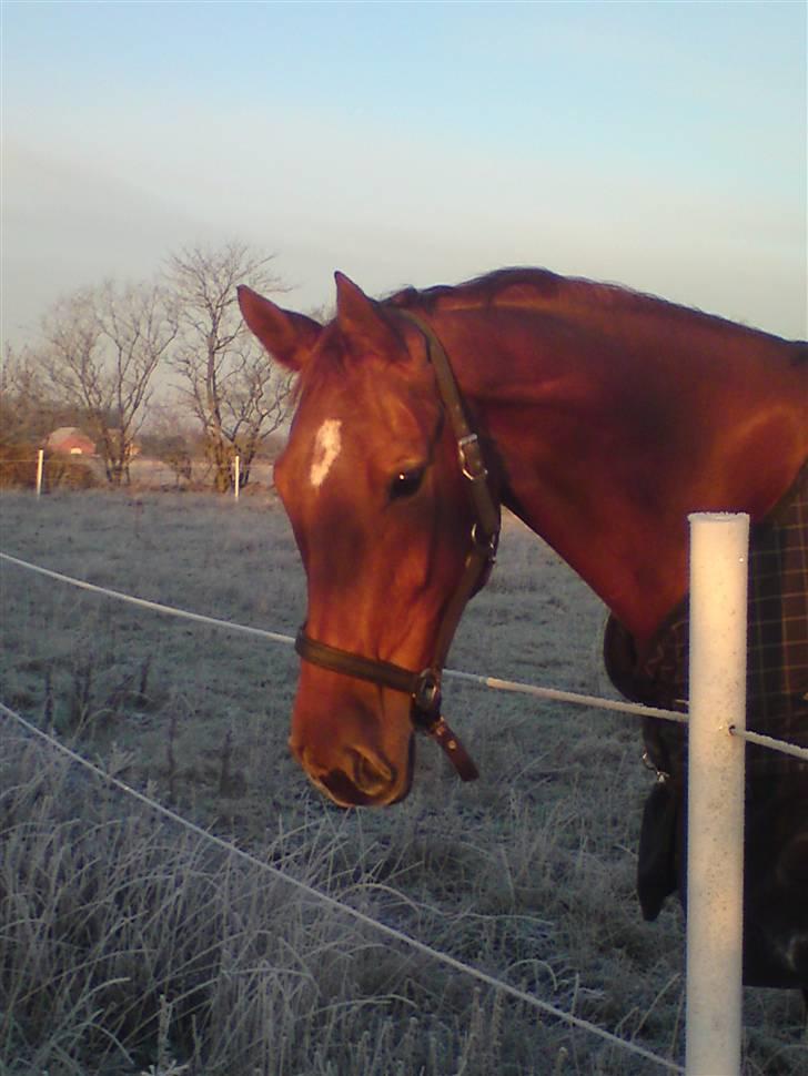 Hollandsk Varmblod Whitney - Min smukke stjerne :) billede 14