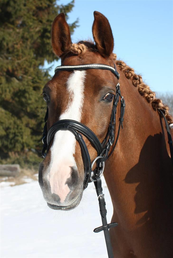 Palomino Klepholms Victoria RIP - Victoria i Vestbirk  <3 Fotograf; JMP© billede 1