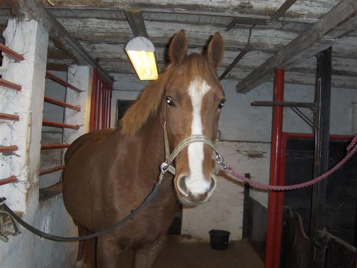 Anden særlig race Inholdt's Balou - Halløj:) og velkommen til Balou´s profil (; Lig en kommen tar og gi´ gerne en bedømmelse :D flere billeder kommer hen af vejen :) billede 1