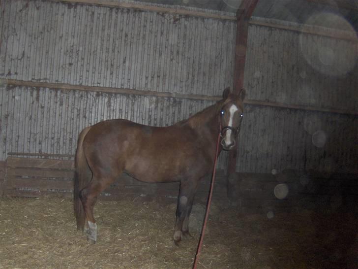 Anden særlig race Inholdt's Balou - står lige og ser lidt sød ud :d billede 2