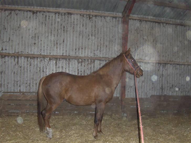 Anden særlig race Inholdt's Balou - flot ;D billede 3