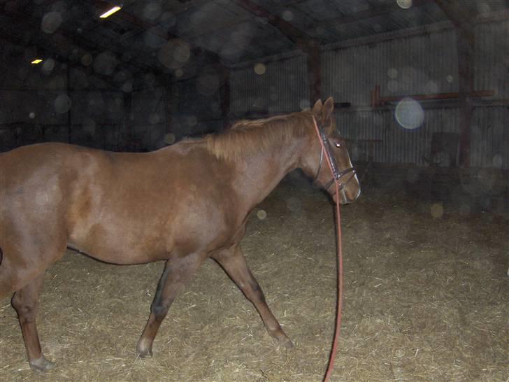 Anden særlig race Inholdt's Balou - Lidt longe arbejde, han klarer det såå flot ;) billede 4