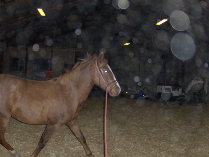 Anden særlig race Inholdt's Balou billede 6