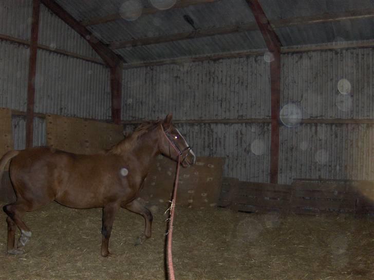 Anden særlig race Inholdt's Balou billede 7