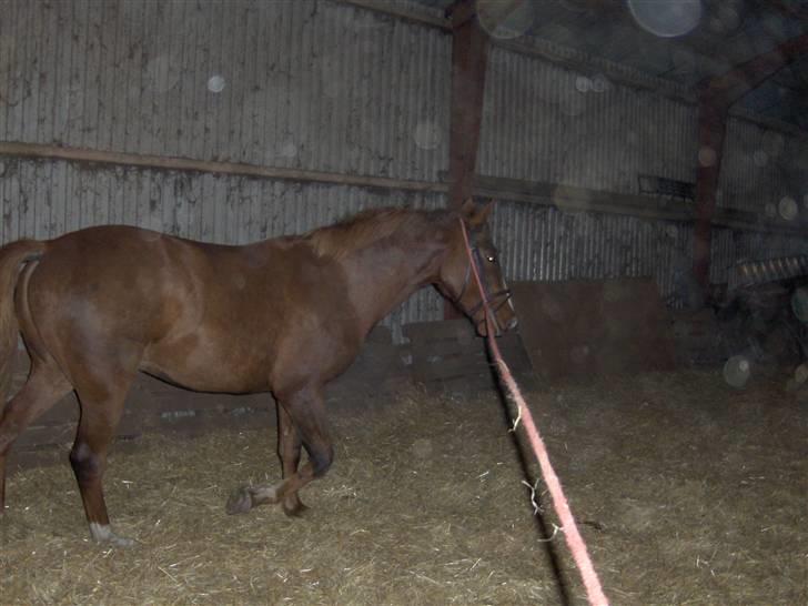 Anden særlig race Inholdt's Balou - lidt longe abejde som vi så småt er begyndt på :) billede 8