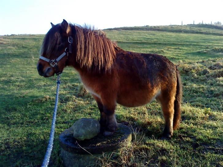 Shetlænder Prins (lillesøsters) - Prins er kommet op at stå på dækslet, så dygtig :) <3 billede 13
