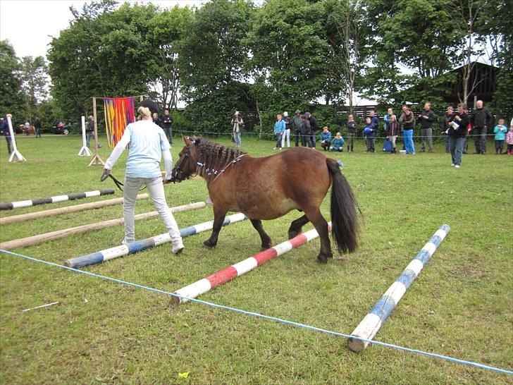 Shetlænder Prins (lillesøsters) - Prins og jeg til agilety på 4H Dyrskue hvor vi går over bomme, lørdag d. 19. juni :)    billede 14
