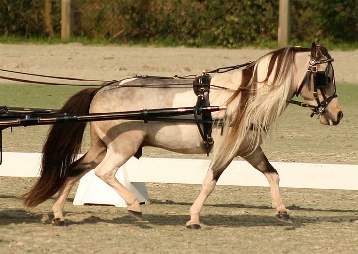 Amerikansk Miniature Ultra Beau Jangles - Beau til show september 2008. billede 7