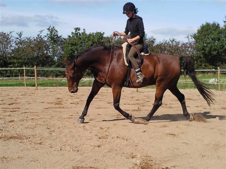 Holstener Marko billede 5