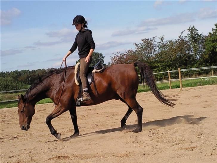 Holstener Marko billede 6