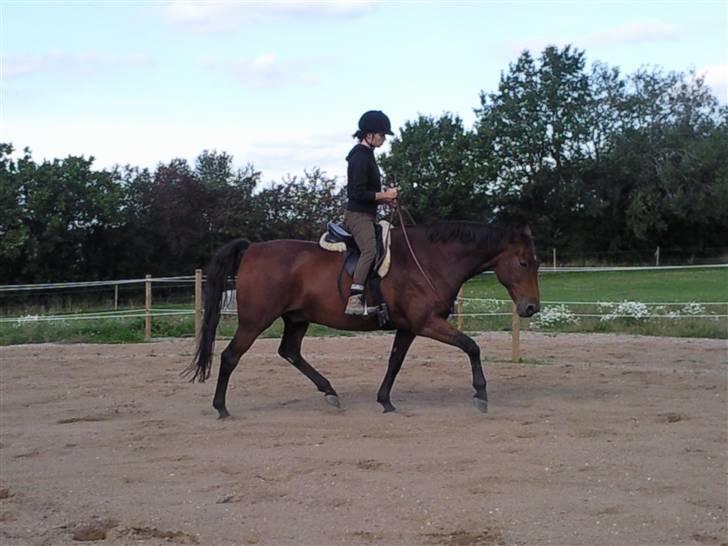 Holstener Marko billede 7