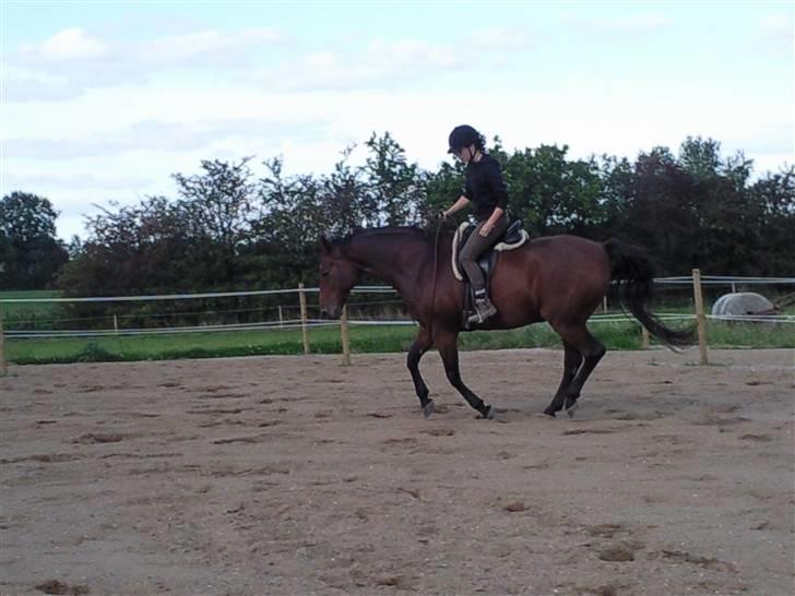 Holstener Marko billede 8