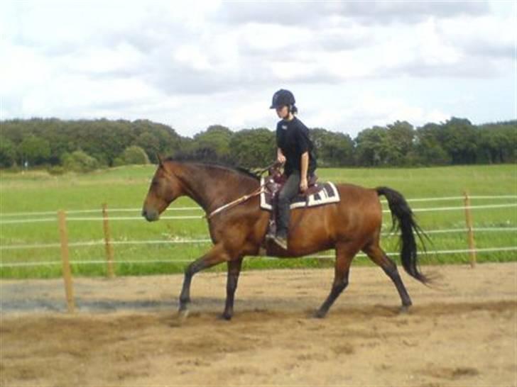 Holstener Marko billede 10