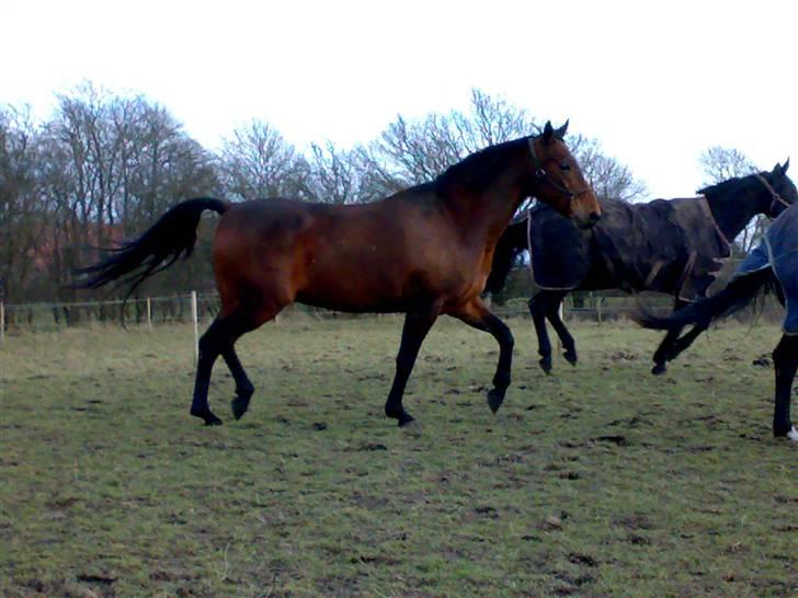 Holstener Marko billede 11