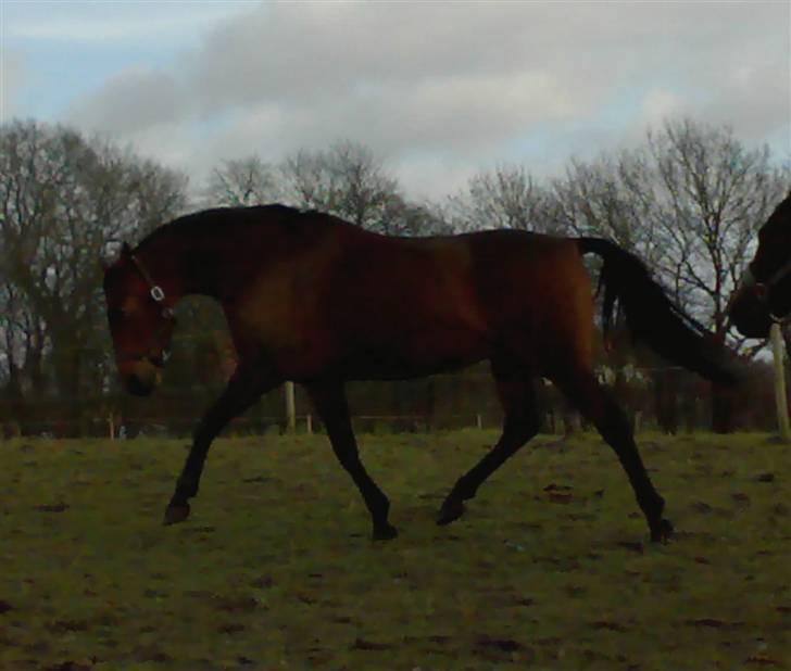 Holstener Marko billede 12