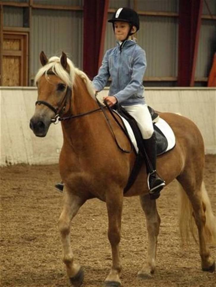 Haflinger Thor (red) Solgt  - Thor til dressur stævner;) OBS det er IKKE mig der rider men er gode venner med hinde der rider ham her og HAR FÅET TILLADELSE! Thor delt 2 plads i travprogram! MAN MÅ IKKE KOPIRE MINE BILLEDER!!  billede 6