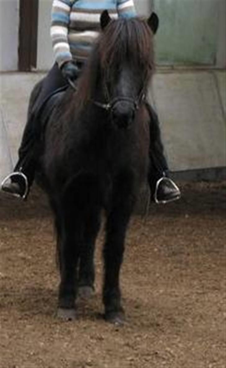 Islænder Glossa fra Mellemholm  billede 16