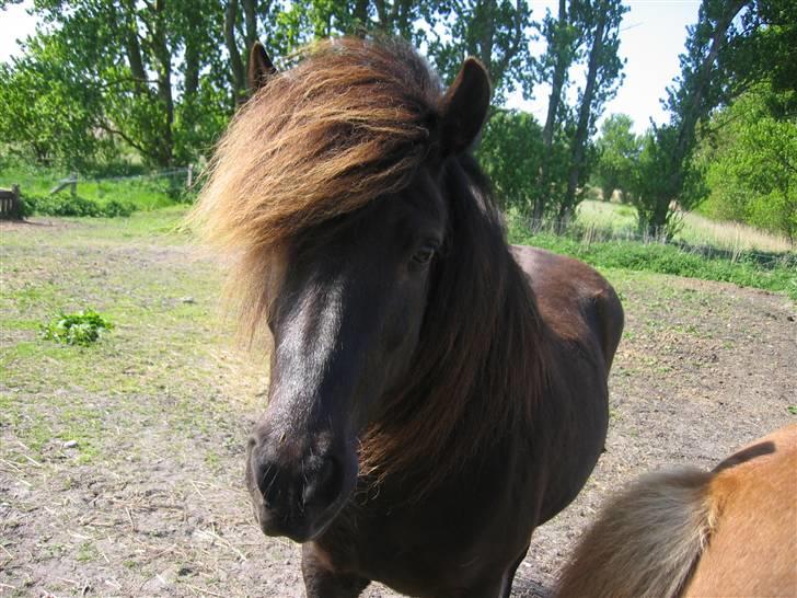 Islænder Glossa fra Mellemholm  billede 17