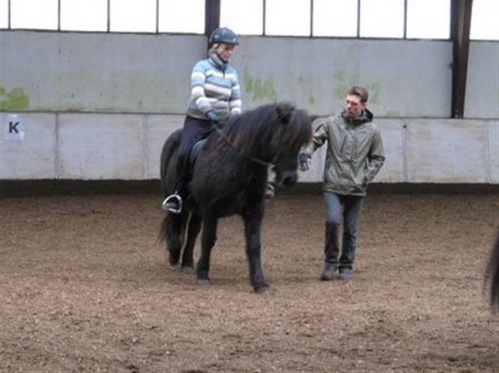 Islænder Glossa fra Mellemholm  billede 18