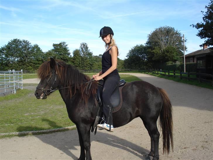 Islænder Glossa fra Mellemholm  billede 19