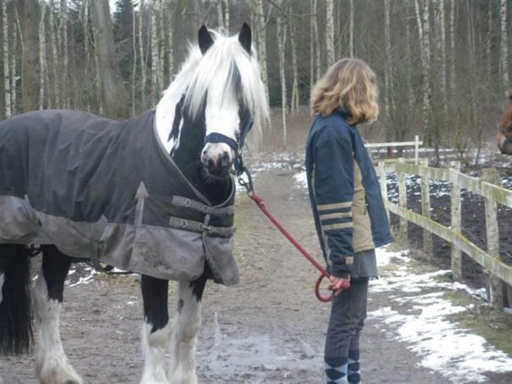 Barockpinto Big Ben R.I.P billede 5