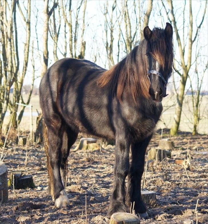 Irish Cob Its Devine  billede 16