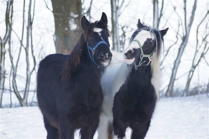 Irish Cob Its Devine  billede 17