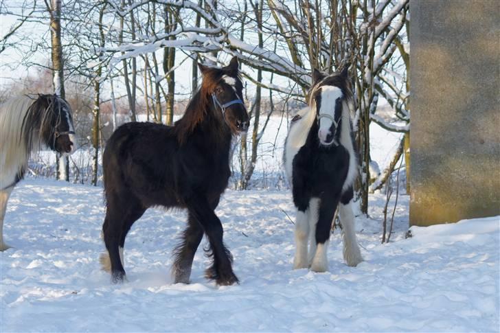 Irish Cob Its Devine  billede 18