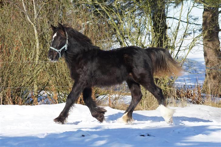 Irish Cob Its Devine  billede 19
