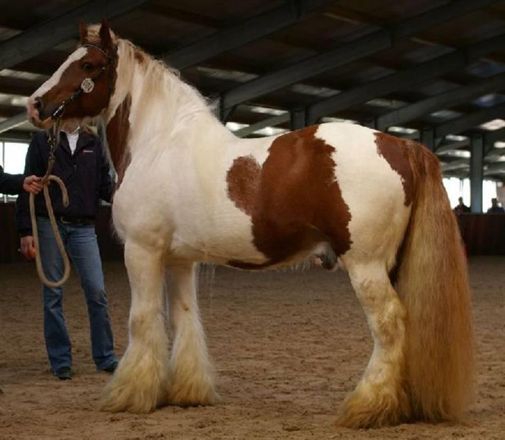 Irish Cob Its Devine  - Hendes far: Rocky Mountain billede 20