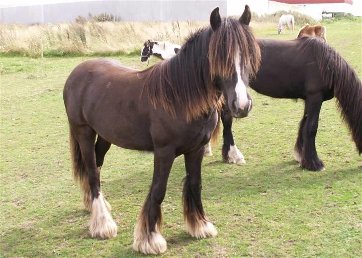 Tinker Nørregårds Lillefix billede 12