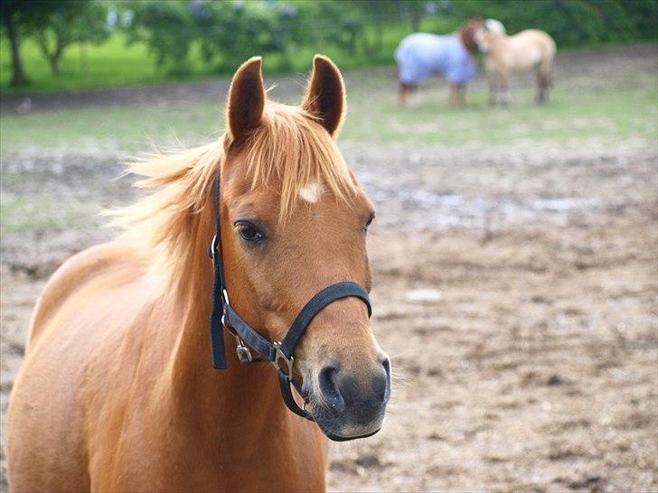 Welsh Partbred (Sec F) Fighter  Min Guldklump!<'33 billede 13