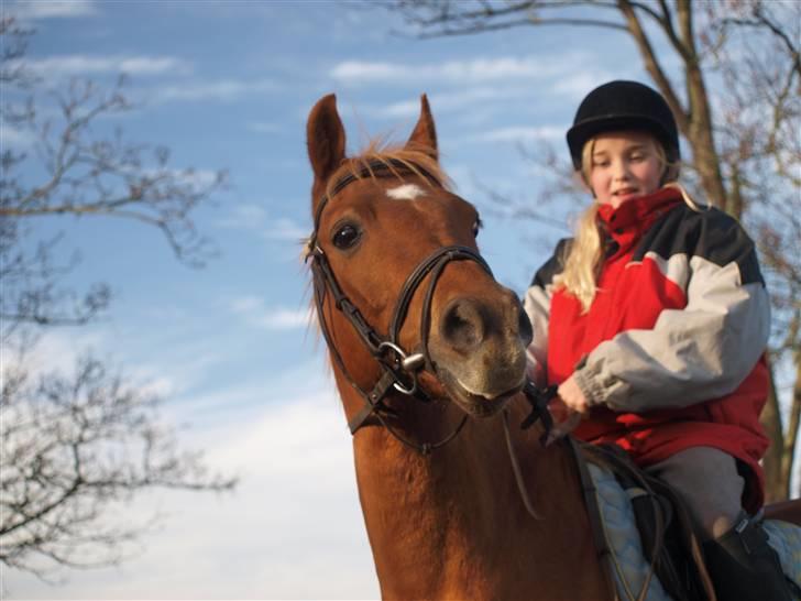 Welsh Partbred (Sec F) Fighter  Min Guldklump!<'33 billede 14