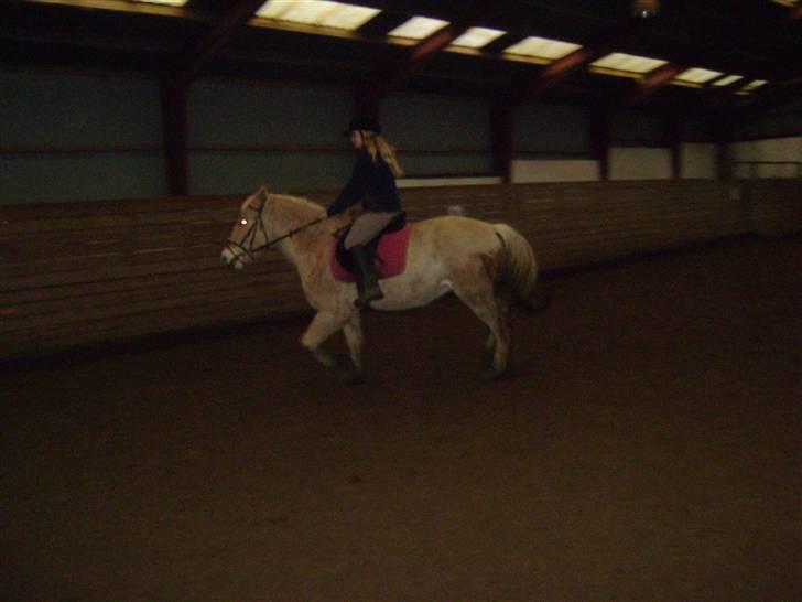 Fjordhest ~ <3Elmer/Elsi<3 ~ - lidt mørkt :-) billede 12