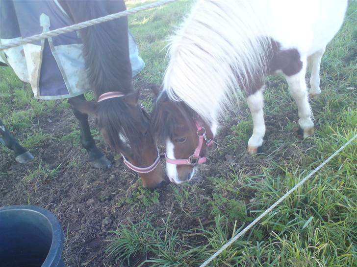 DSP Jason - På fold med Beauty... billede 7