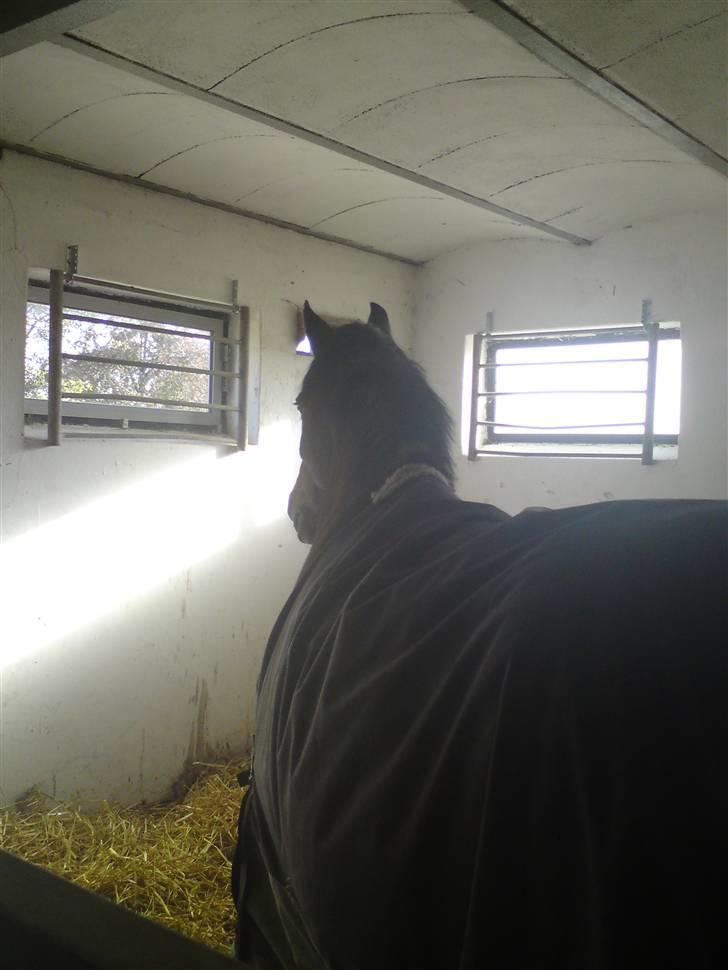 DSP Jason - Jason i sin boks i Ø. Sottrup billede 8