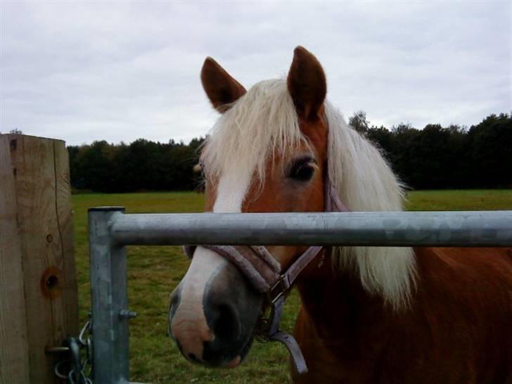 Haflinger Betti SOLGT! billede 6