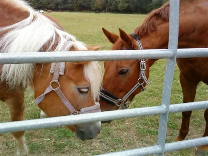 Haflinger Betti SOLGT! billede 7
