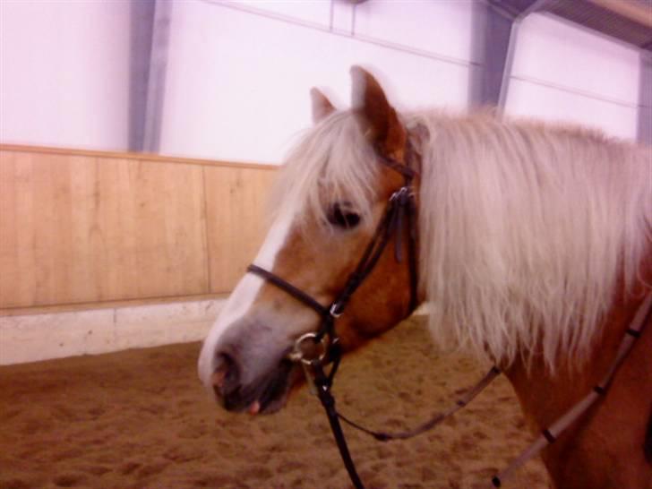 Haflinger Betti SOLGT! billede 8