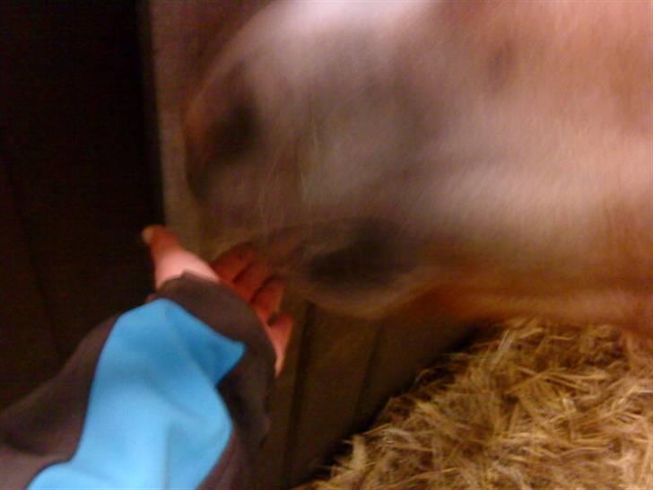 Haflinger Betti SOLGT! billede 9