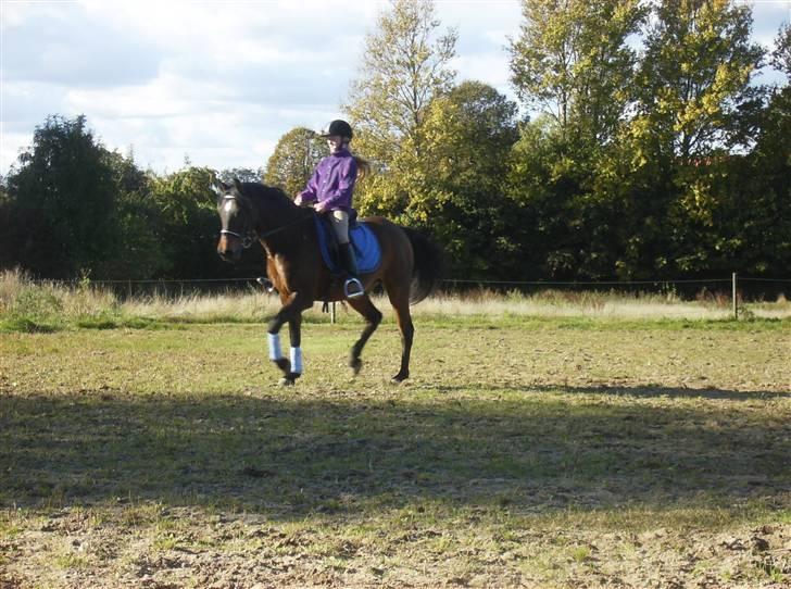 DSP Jason - Fridressur i Ø. Sottrup billede 9