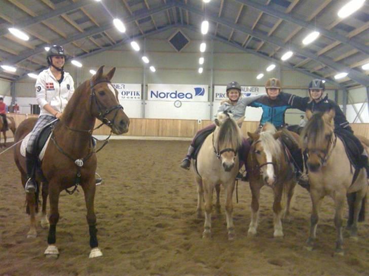 Haflinger Betti SOLGT! billede 11