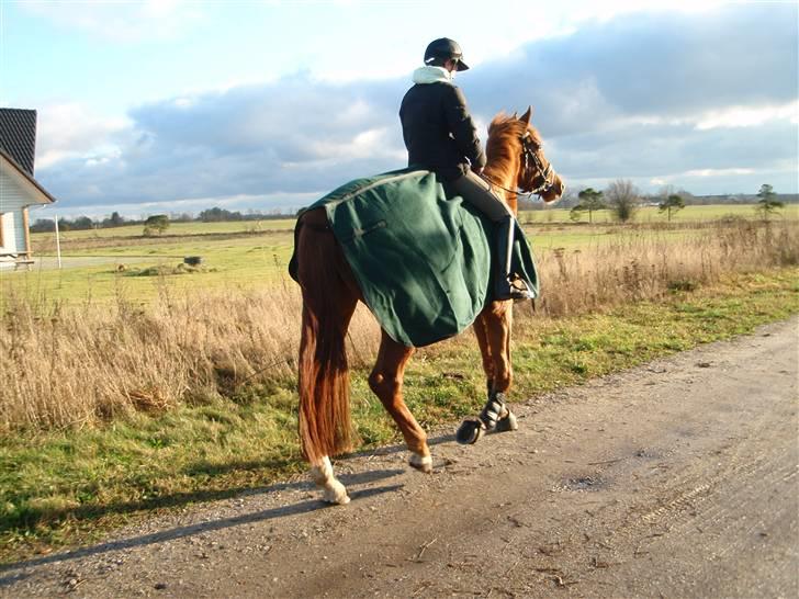 Dansk Varmblod Søgaard´s Rapid *Solgt* - Afsted på rideskolen billede 12