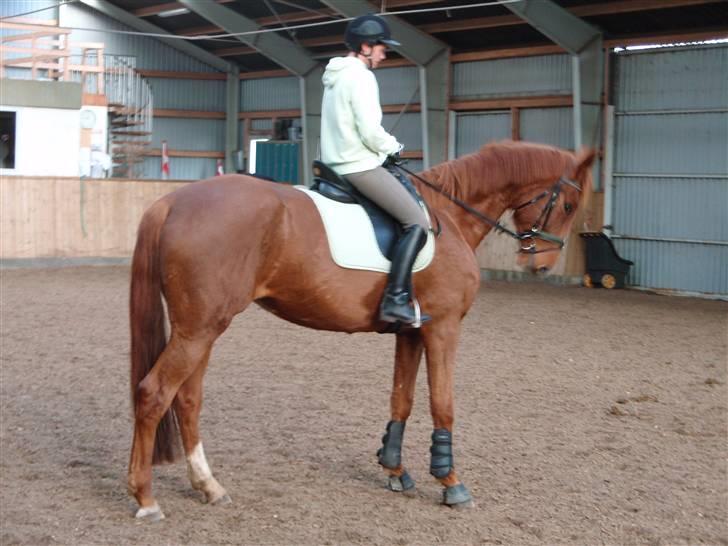 Dansk Varmblod Søgaard´s Rapid *Solgt* billede 13