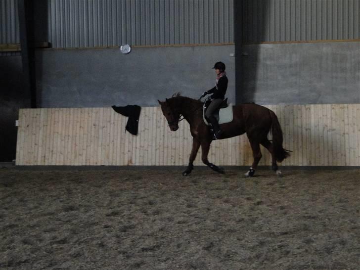 Dansk Varmblod Søgaard´s Rapid *Solgt* - Træning 09.02.10 billede 14