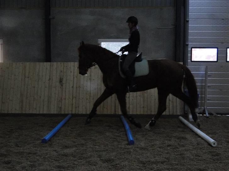 Dansk Varmblod Søgaard´s Rapid *Solgt* billede 15