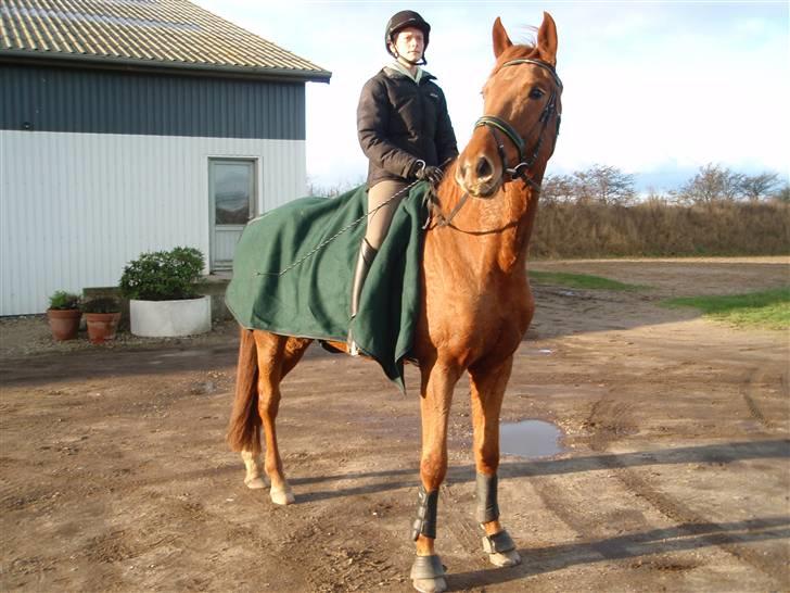 Dansk Varmblod Søgaard´s Rapid *Solgt* - Halløj der er jo andre heste der over ;) billede 16