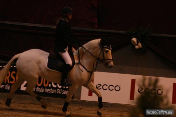 Connemara Wilhelmina Z*STJERNEPONY* - I love you.. billede 20